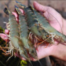 Tôm sạch Việt Nam – Chọn lựa hương vị tự nhiên chuẩn VSATTP QC 2026